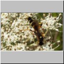 Ichneumon sarcitorius - Schlupfwespe m01b 15mm fdet02.jpg